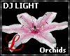 DJ LIGHT - Orchids
