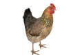 !MD Chicken Galinha