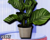 Calathea Plant