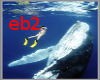 eb2: Diving with whale