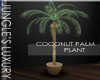 ~LDs~JL Coconut Palm plt