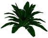 Tropical Plant
