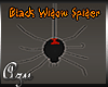 Black Widow Spider Ani