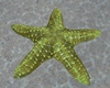 yellow Starfish seat