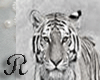 (R) White Tiger CLUB