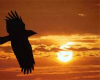 Native Eagle in Flight