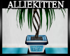 (AK)Kallithea plant1