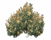 Bush Yellow Flowers