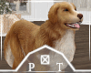 Golden Retriever Dog V1