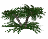Palm Tree7