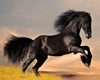 (KD) Black Stallion