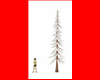Red Pine Snow Tree