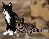 TWO CATS ANIMATED