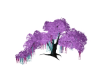 [Mae] Big Aurora Oak