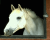 Animated Horse 53