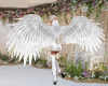 [ju]Angel Wings lu