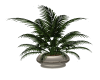 City Potted Plant 1
