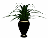 *OL Vase Plant