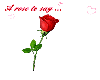 Rose To Say I Love U