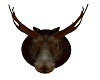 moose head trophy
