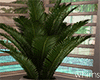 Island Pool  Party Plant