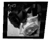 black white rose frame