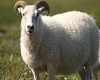 ^MK^ New Sheep Sweety