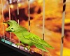 animated parrot