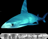 BBR Blue Shark