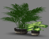 2 Potted House Plants