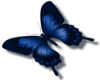 blue butterfly R