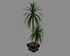 ~My K&C Plant V1