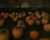 🎃 Fall Pumpkins