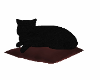 BlaCK Cat(radio).....