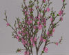 Ap. Sakura tree