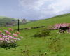 v. Spring | Farm