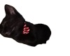 (DC) My Cat Midnight