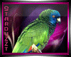 KL: FILLER: Parrots/Bird
