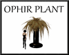 (TSH)OPHIR PLANT