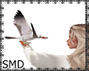 ! Seagulls With Sound