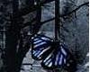 Goth butterfly