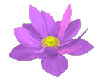 Lotus Purple  Animated
