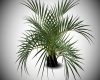 Wild Plant