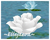 Dream Floating Roses