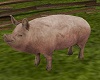 Farm Hog
