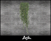 Ash.wall plant annim. 2