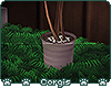 c; Doghouse Tall Plant