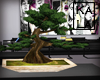 !A bonsai elegant II