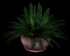 {DS}Potted Fern
