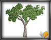 (ED1)Ficus 20-01
